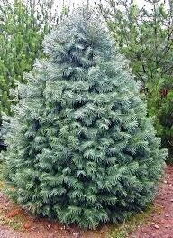 Conifers Category
