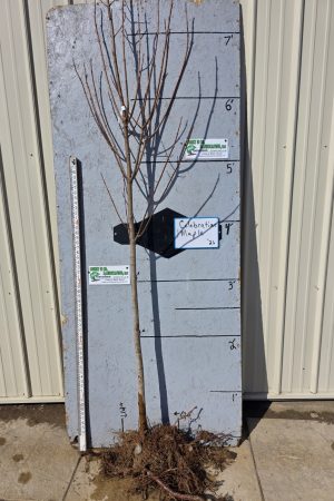 Celebration® Maple -Bare Root 7ft+ -$44.00