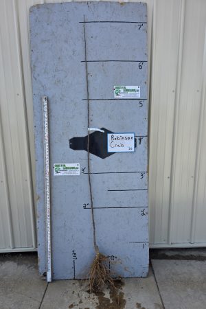 Crabapple, Robinson - 11/16" Bare Root- $35.00 Each