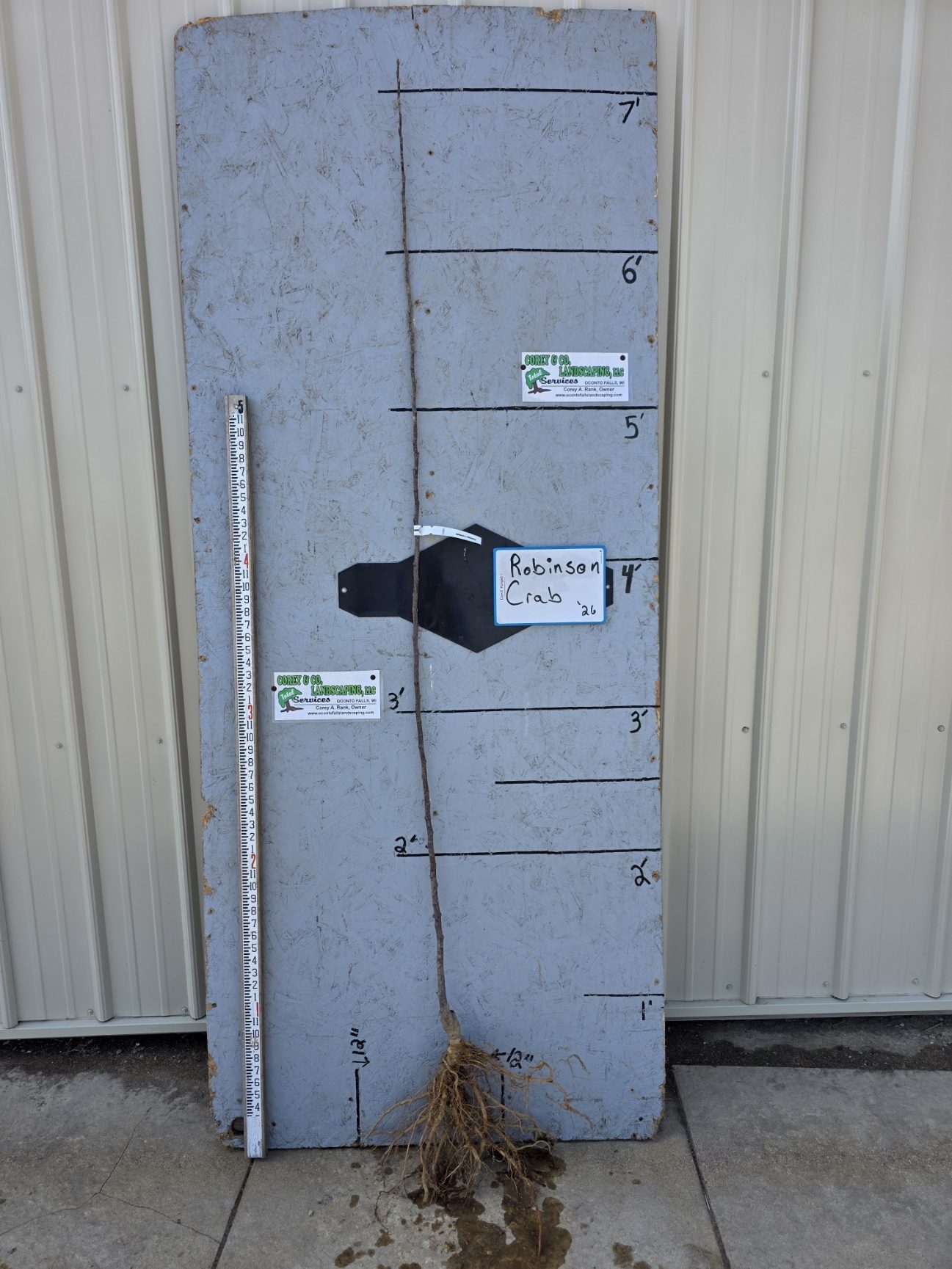 Crabapple, Robinson - 11/16" Bare Root- $35.00 Each