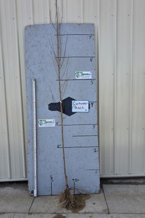 Contender Peach Tree - Bare Root - 11/16"-  $35.00