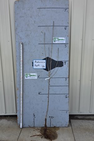 Ambrosia Apple Tree-Bare Root 11/16" $32.00