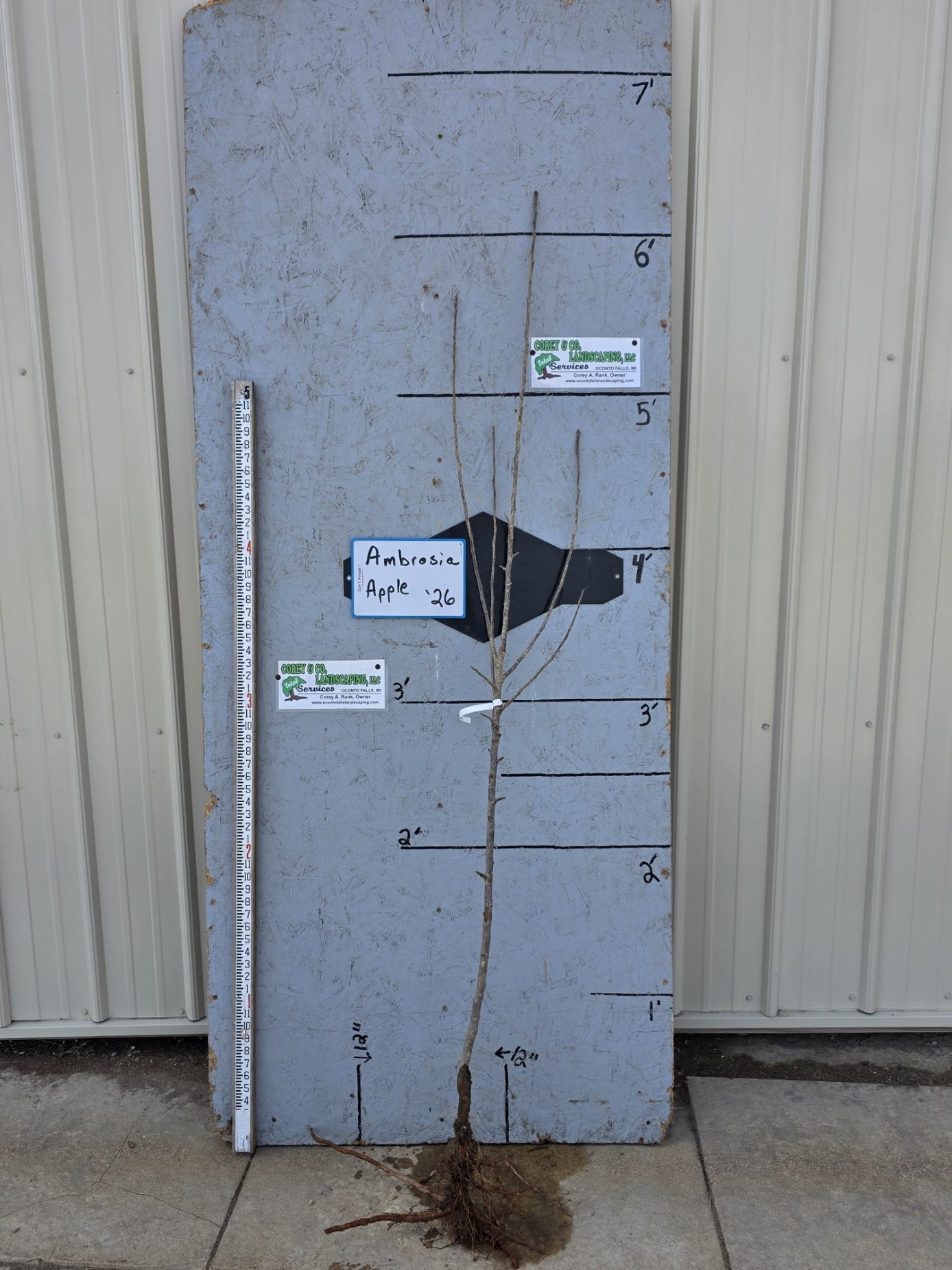 Ambrosia Apple Tree-Bare Root 11/16" $32.00