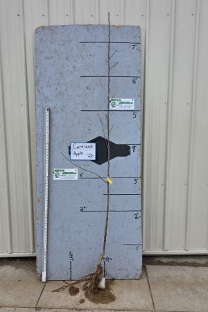 Cortland Apple Tree- Bare Root 11/16" $32.00