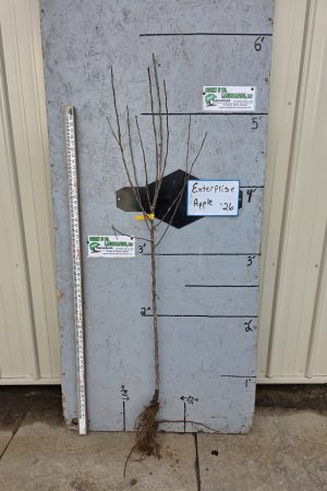 Enterprise Apple Tree-Bare Root 11/16"  $32.00