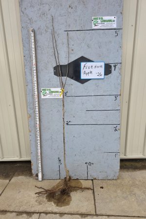 Freedom Apple Tree - 11/16" Bare Root - $32.00