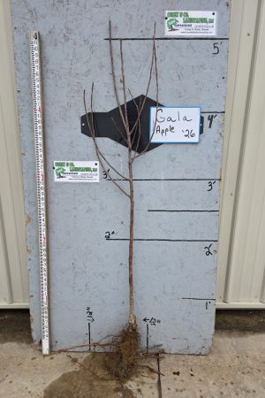 Gala Apple Tree  -Bare Root - 11/16" - $32.00