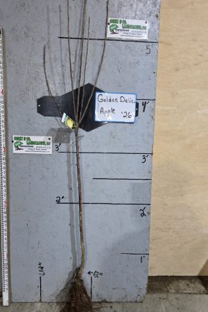 Golden Delicious Apple Tree - Bare Root 11/16" $32.00