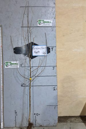 Granny Smith Apple Tree - Bare Root 11/16" $32.00