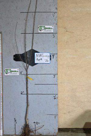 Northwest Greening Apple Tree - Bare Root 11/16" - $32.00