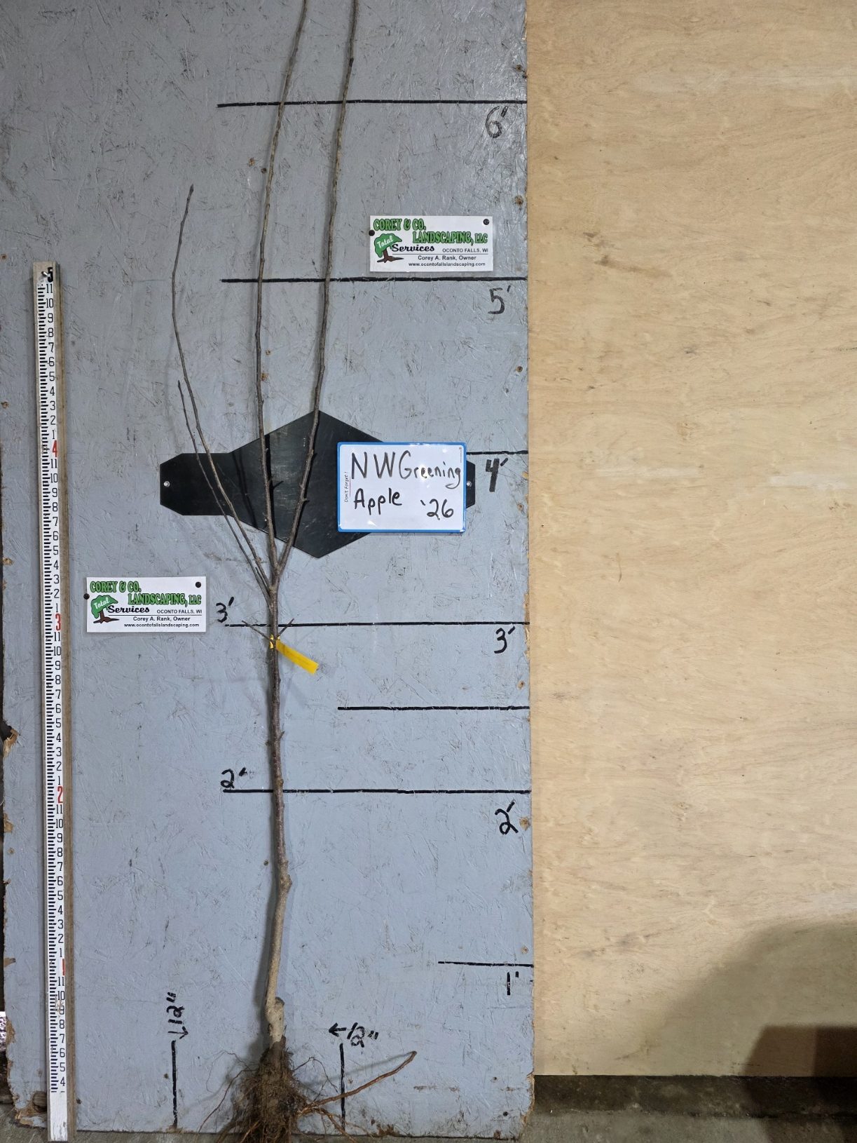 Northwest Greening Apple Tree - Bare Root 11/16" - $32.00