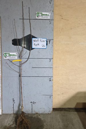 Wolf River Apple Tree - 11/16" Bare Root - $32.00