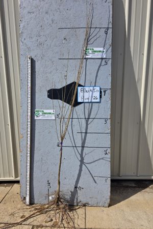 Black Ice® Plum Tree -11/16" Bare Root $32.00