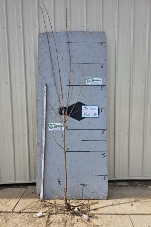 Methley Plum Tree - 11/16" Bare Root- $32.00