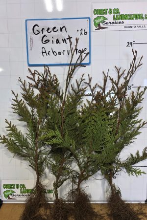 Green Giant Arborvitae 10-15" Bare Root- 10 pack -$30.00