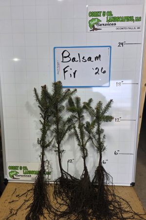 Balsam Fir Tree - 8-15" - 4 year old Bare Root – 50 Pack $126.00