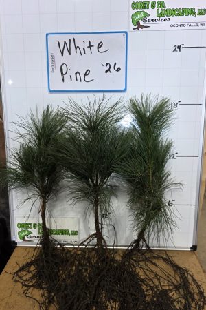 White Pine Transplants -10-12" Bare Root -25 Pack $57.50