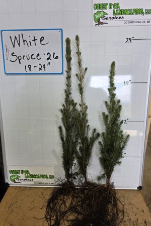 White Spruce - 18-24" Bare Root - 25 Pack $57.50