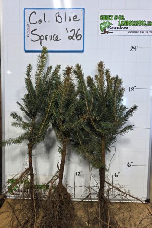 Colorado Blue Spruce Transplants- 12-18" Bare Root - 50 Pack $126.00