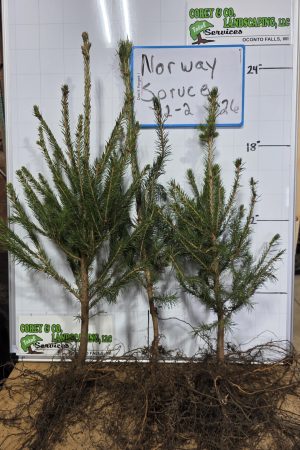 Norway Spruce Transplants - 18-24" Bare Root - 10 Pack $30.00