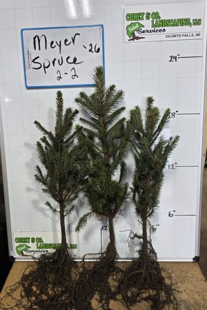 Meyer Spruce Tree 4 year Old- 8-15" - Bare Root - 10 Pack $30.00