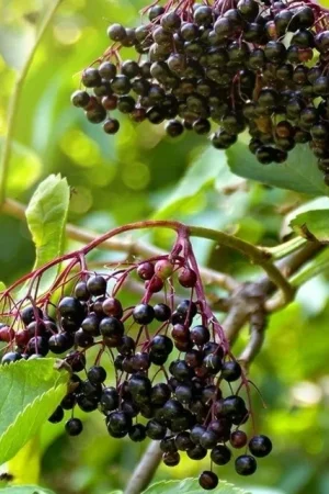 American Elderberry Bare Root Tree: 18-24" - 10 Pack $25.00