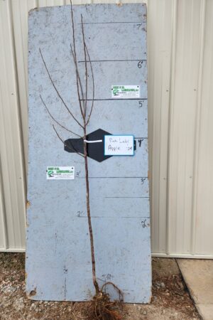 Pink Lady® Apple Tree- Bare Root 11/16" - $32.00