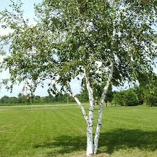 Canoe Birch Bare Root Tree: 18-24" - 10 Pack $25.00