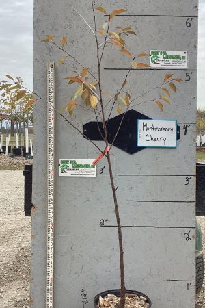 Montmorency Cherry Tree -  Mature Potted $59.00