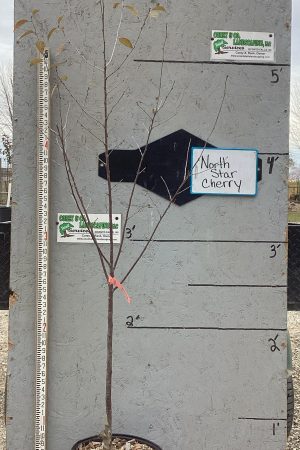 North Star Cherry Tree - Mature Potted $59.00