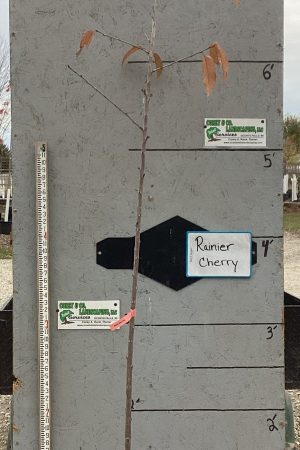 Rainier Cherry Tree (Sweet) -  7ft Mature Potted $59.00