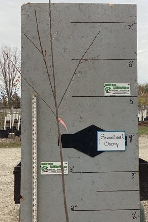 Sweetheart Cherry Tree (Sweet) - 8ft Mature Potted $59.00