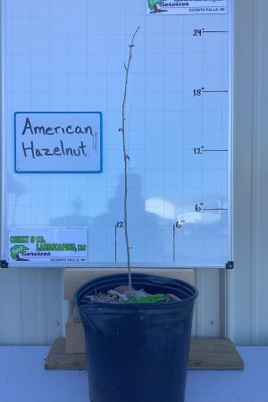 American Hazelnut Tree 2'+ POTTED - $5.00 EACH