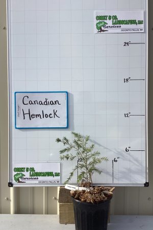 Canadian Hemlock - POTTED 8-12"- $6.00 EACH