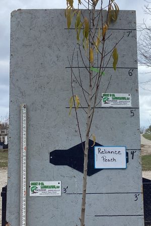 Reliance Peach Tree - 8ft Mature Potted $59.00