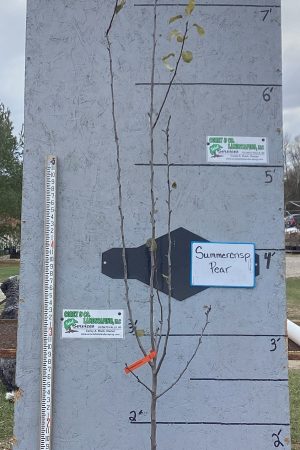 Summercrisp Pear Tree -  7ft Mature Potted $59.00