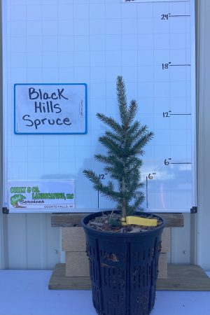 Black Hills Spruce Tree POTTED 12-18" - $5.00 EACH