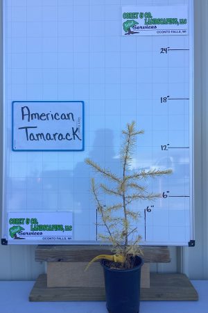 American Larch - Tamarack POTTED 10-16" - $6.00 EACH