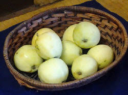 Yellow Transparent Apple Tree- Bare Root 11/16" $32.00