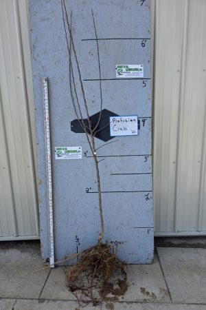 Crabapple, Profusion - 11/16" Bare Root - $35.00 EACH