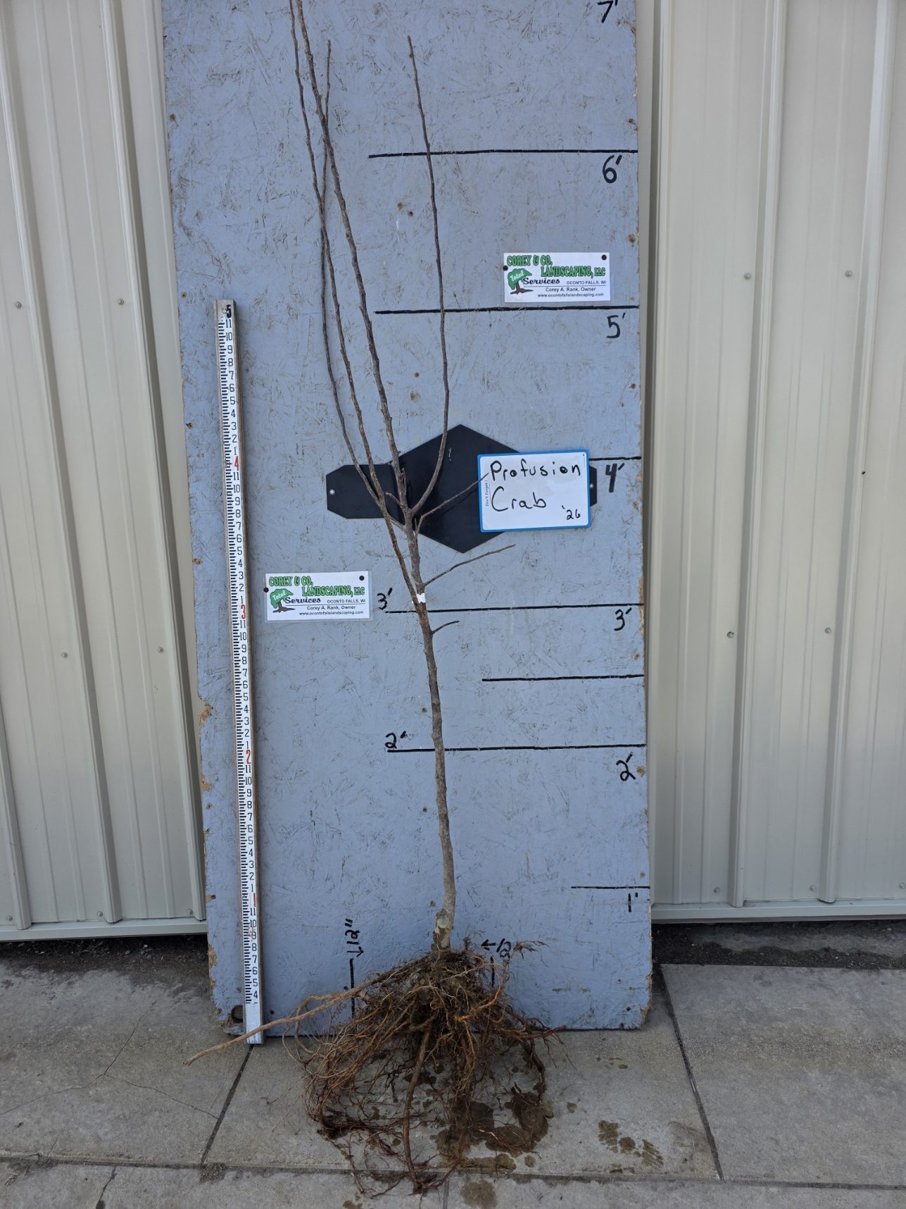 Crabapple, Profusion - 11/16" Bare Root - $35.00 EACH