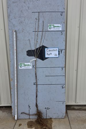 Creston Apple Tree- Bare Root 11/16" $32.00