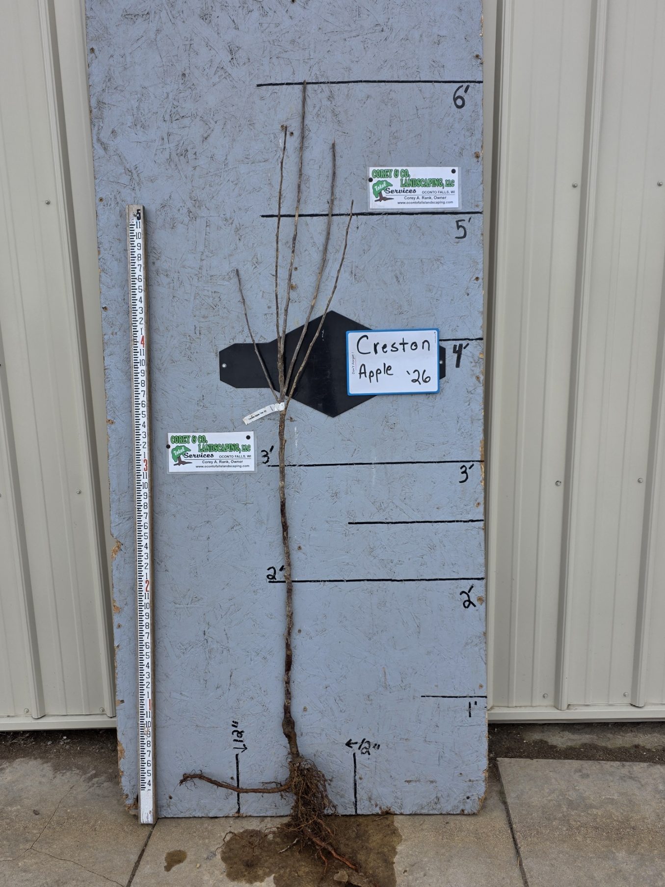 Creston Apple Tree- Bare Root 11/16" $32.00