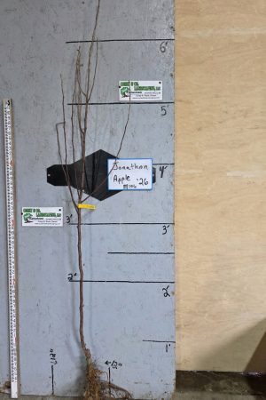 Jonathan Apple Tree- Bare Root 9/16" $32.00