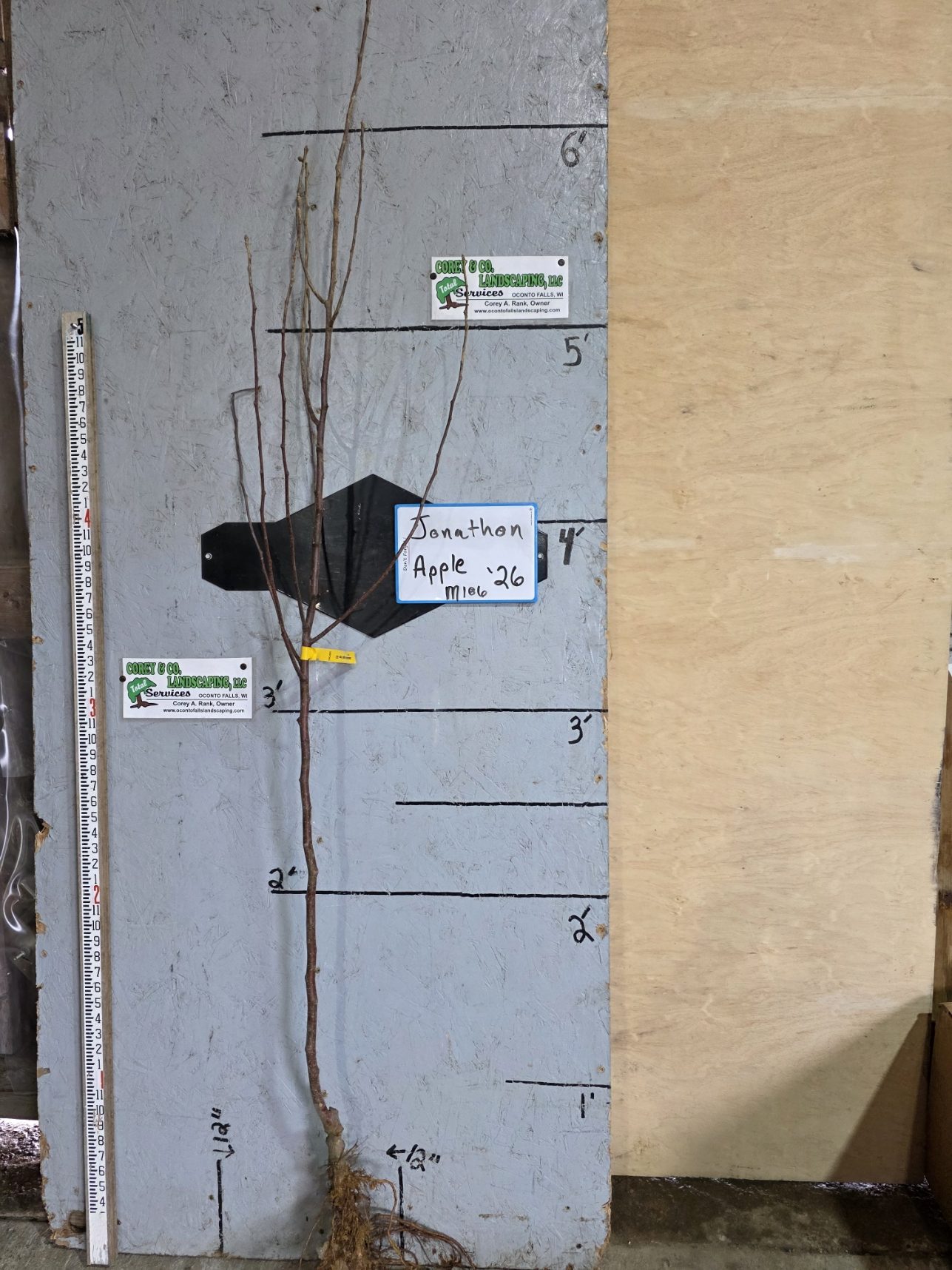 Jonathan Apple Tree- Bare Root 9/16" $32.00