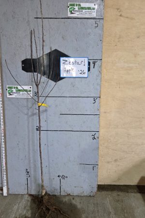 Zestar! Apple Tree- Bare Root 11/16" $32.00