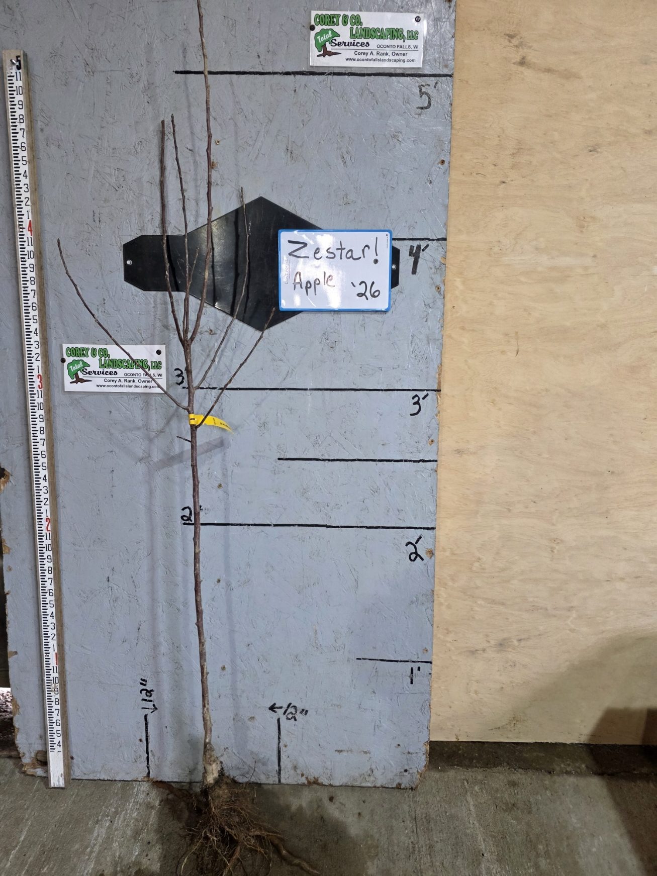 Zestar! Apple Tree- Bare Root 11/16" $32.00