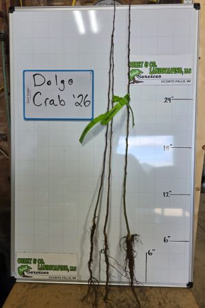 Crabapple, Dolgo - 2-3ft Bare Root - $8.00 EACH
