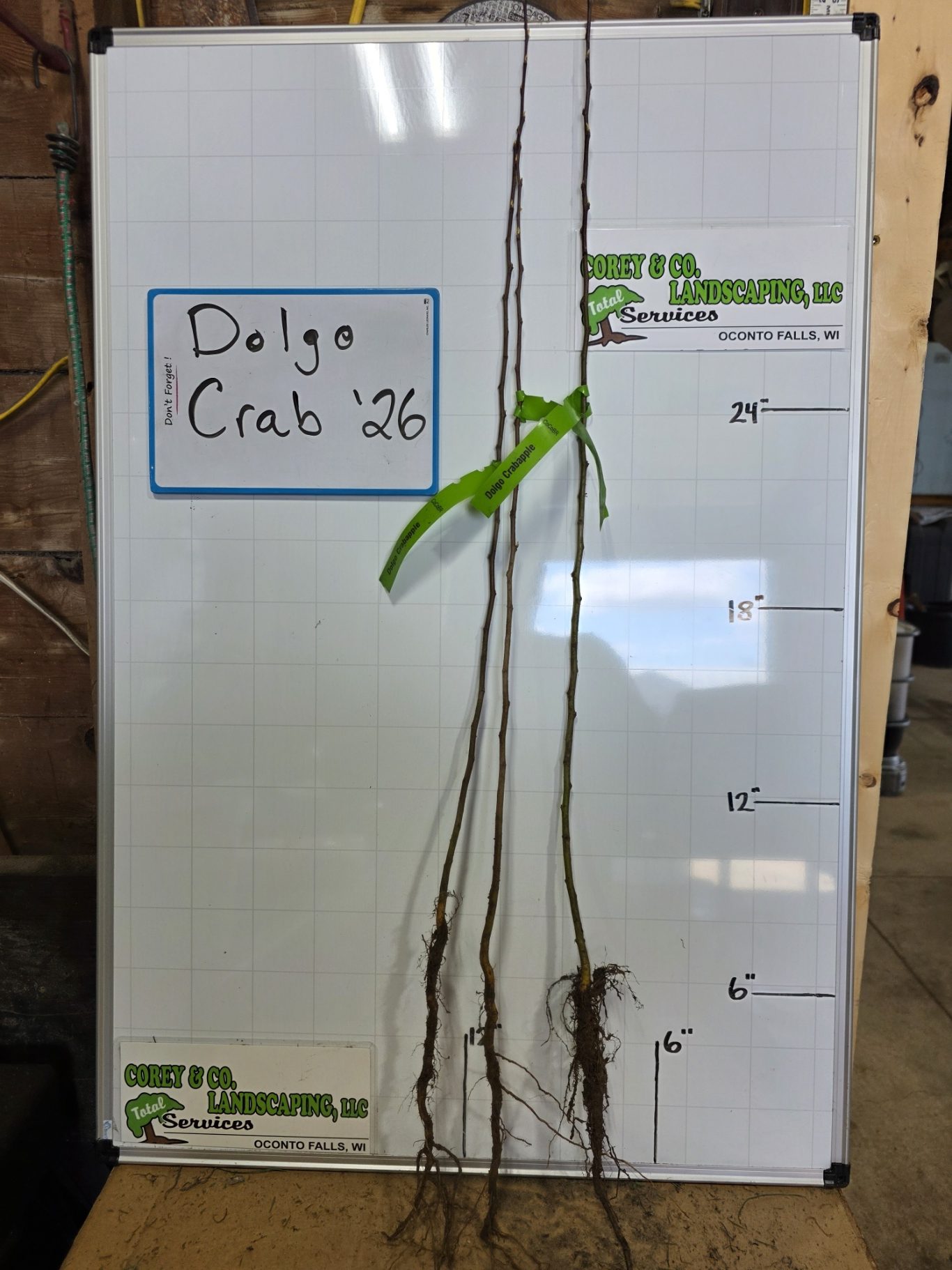 Crabapple, Dolgo - 2-3ft Bare Root - $8.00 EACH