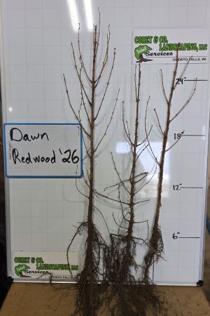 Dawn Redwood Bare Root Tree: 18-24" - 10 Pack $25.00